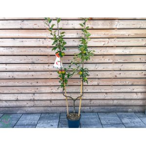 Jabloň domáca (Malus domestica) ´JONAGOLD´ - zimná, výška 160-200 cm, kont. C7.5L - TVAROVANÁ STENA (´U´)